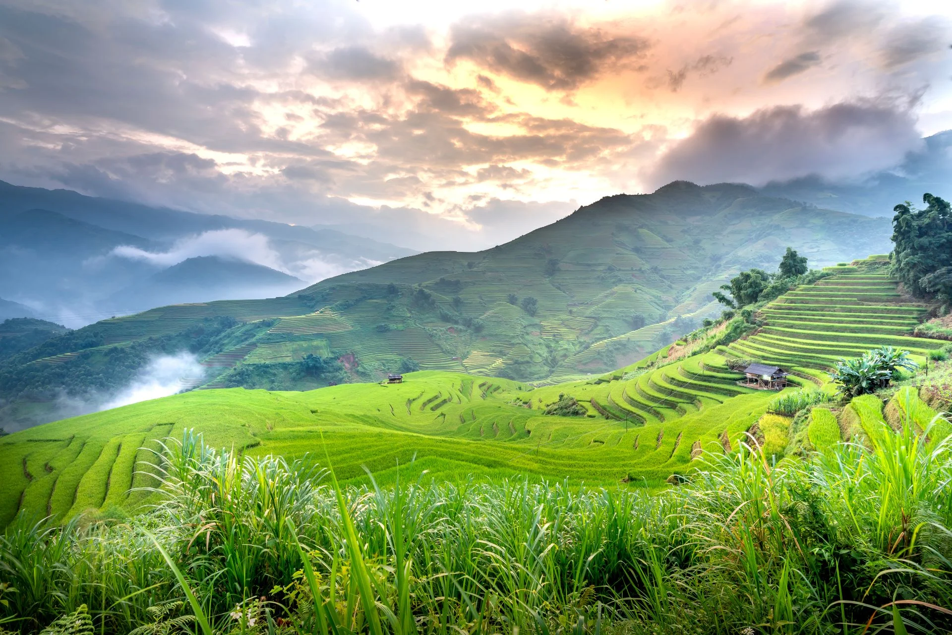 Terraced rice fields at sunrise, northern Vietnam